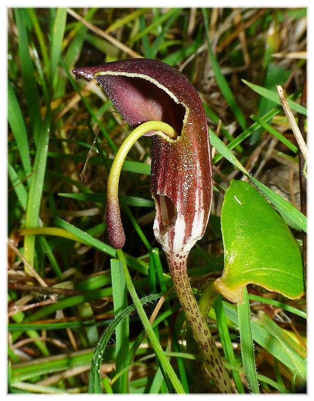 Quiz.....cosa .............??? Arisarum vulgare